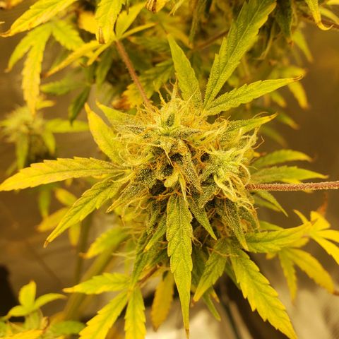 Geloctane  growlog photo: 2 Kalifa Kush Autoflowers are huge 