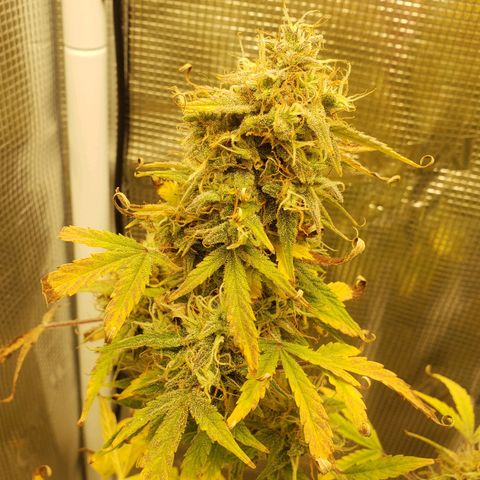 Geloctane  growlog photo: 2 Kalifa Kush Autoflowers are huge 