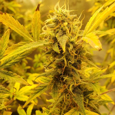 Geloctane  growlog photo: 2 Kalifa Kush Autoflowers are huge 