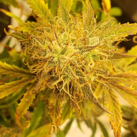Geloctane  growlog photo: 2 Kalifa Kush Autoflowers are huge 