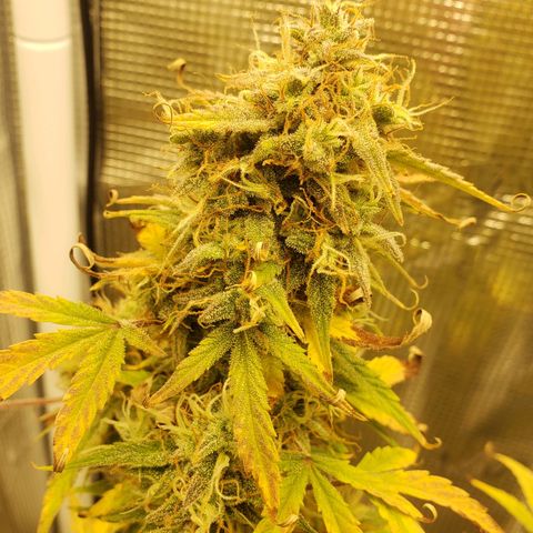 Geloctane  growlog photo: 2 Kalifa Kush Autoflowers are huge 