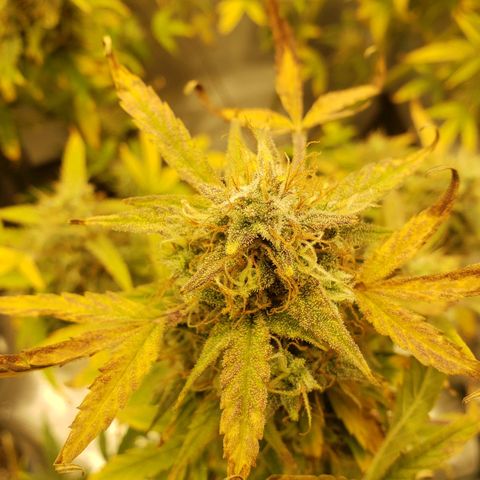 Geloctane  growlog photo: 2 Kalifa Kush Autoflowers are huge 