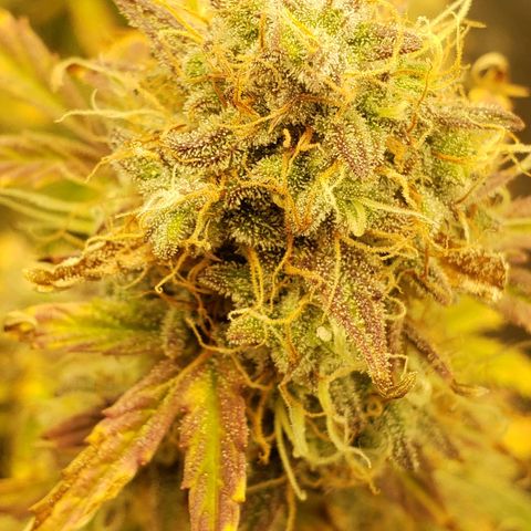 Geloctane  growlog photo: 2 Kalifa Kush Autoflowers are huge 