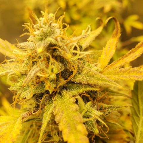 Geloctane  growlog photo: 2 Kalifa Kush Autoflowers are huge 
