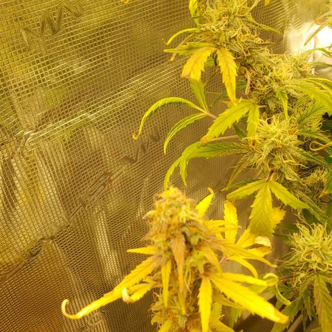 Geloctane  growlog photo: Kalifa Kush Autoflower 
