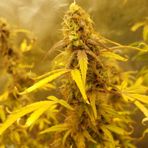 Geloctane  growlog photo: Kalifa Kush Autoflower 