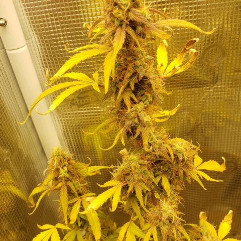 Geloctane  growlog photo: Kalifa Kush Autoflower 