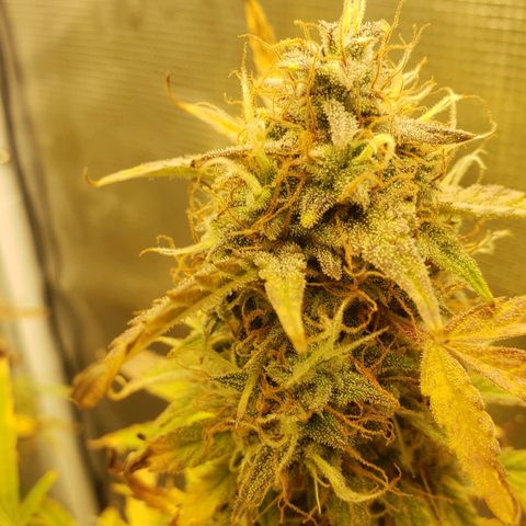 Geloctane  growlog photo: Kalifa Kush Autoflower 
