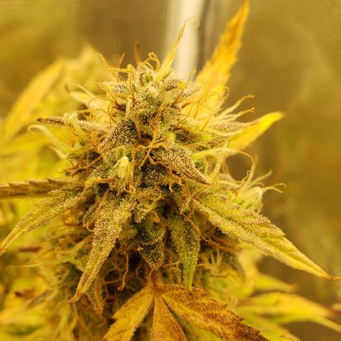 Geloctane  growlog photo: Kalifa Kush Autoflower 