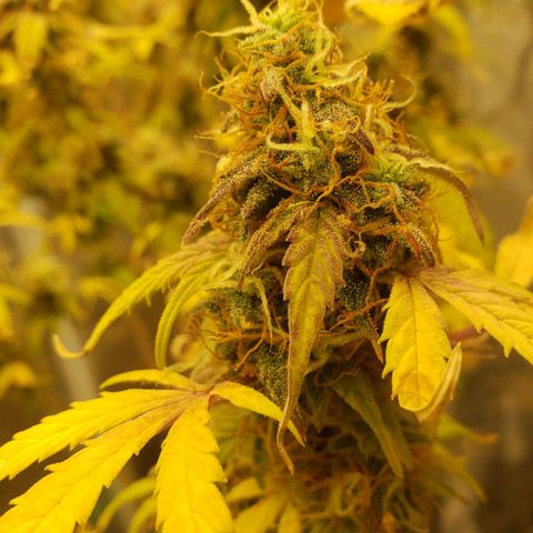 Geloctane  growlog photo: Kalifa Kush Autoflower 