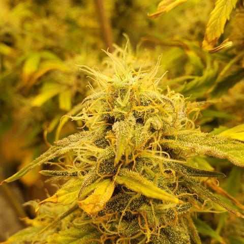 Geloctane  growlog photo: Kalifa Kush Autoflower 