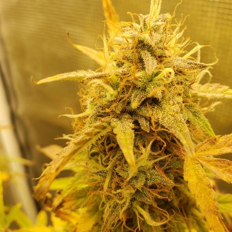 Geloctane  growlog photo: Kalifa Kush Autoflower 