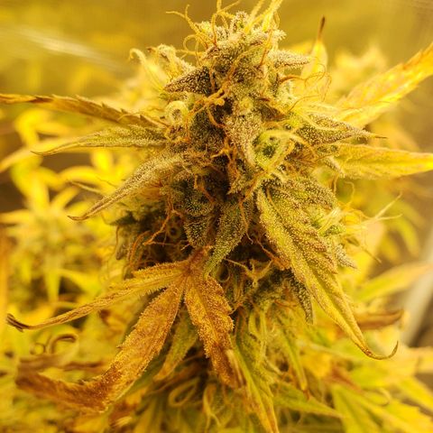 Geloctane  growlog photo: Kalifa Kush Autoflower 