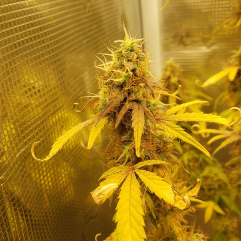 Geloctane  growlog photo: Kalifa Kush Autoflower 