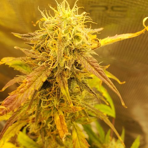 Geloctane  growlog photo: Kalifa Kush Autoflower 