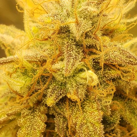 Geloctane  growlog photo: Looks like there's been fox tailing for a few days