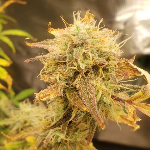 Geloctane  growlog photo: Looks like there's been fox tailing for a few days