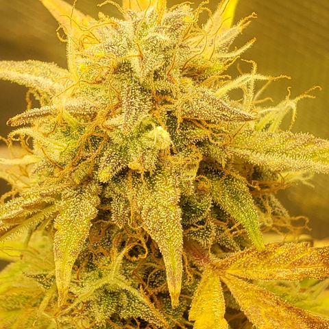 Geloctane  growlog photo: Looks like there's been fox tailing for a few days