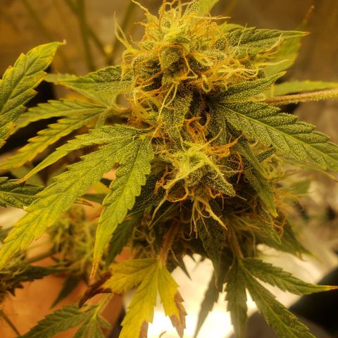 Geloctane  growlog photo: Looks like there's been fox tailing for a few days