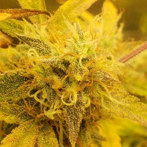 Geloctane  growlog photo: Looks like there's been fox tailing for a few days