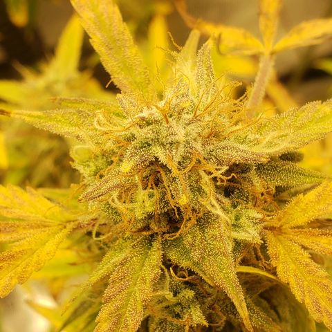 Geloctane  growlog photo: Looks like there's been fox tailing for a few days