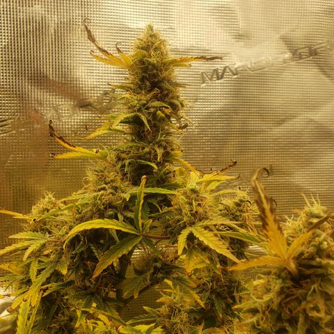 Geloctane  growlog photo: Looks like there's been fox tailing for a few days