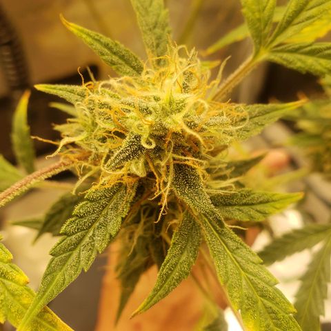 Geloctane  growlog photo: Looks like there's been fox tailing for a few days