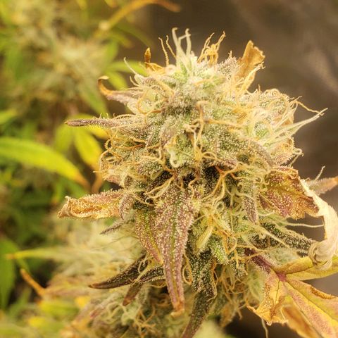 Geloctane  growlog photo: Looks like there's been fox tailing for a few days