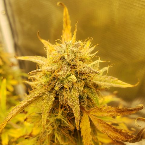 Geloctane  growlog photo: Looks like there's been fox tailing for a few days