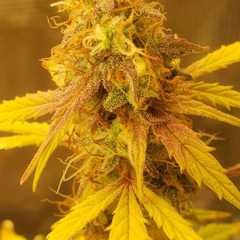 Geloctane  growlog photo: I turned the light down a little bit to about 84% intensity 