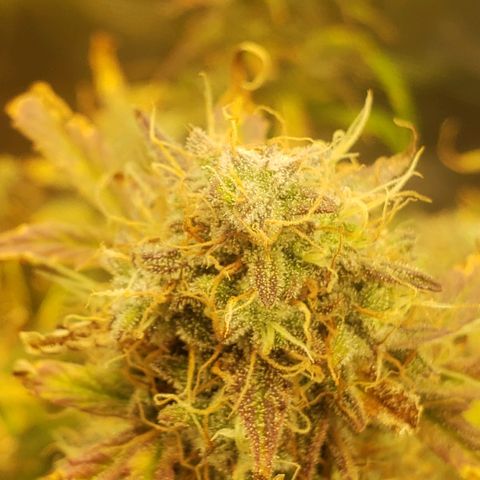 Geloctane  growlog photo: I turned the light down a little bit to about 84% intensity 