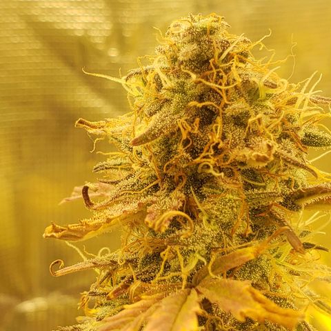 Geloctane  growlog photo: I turned the light down a little bit to about 84% intensity 