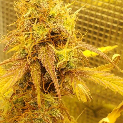 Geloctane  growlog photo: I turned the light down a little bit to about 84% intensity 
