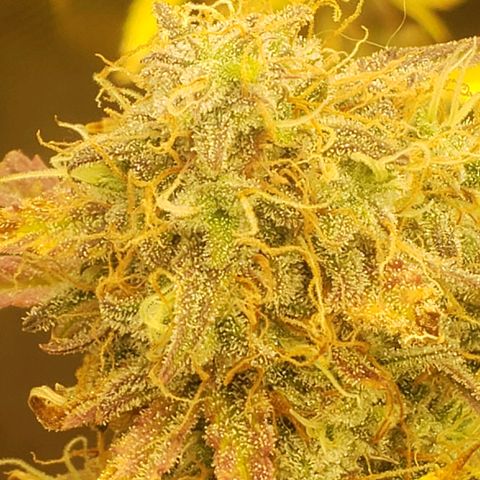 Geloctane  growlog photo: I turned the light down a little bit to about 84% intensity 