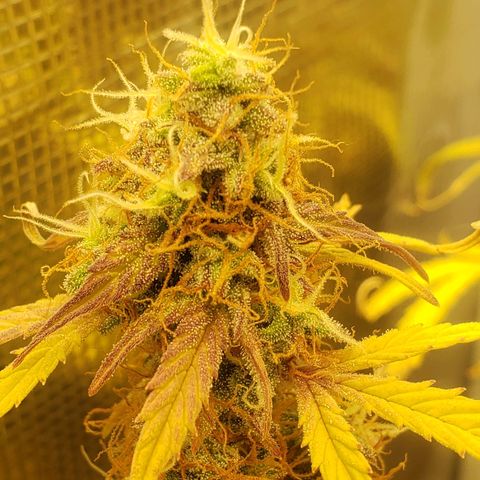 Geloctane  growlog photo: I turned the light down a little bit to about 84% intensity 