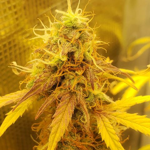 Geloctane  growlog photo: I turned the light down a little bit to about 84% intensity 