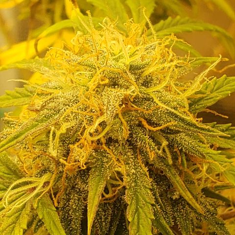 Geloctane  growlog photo: I turned the light down a little bit to about 84% intensity 