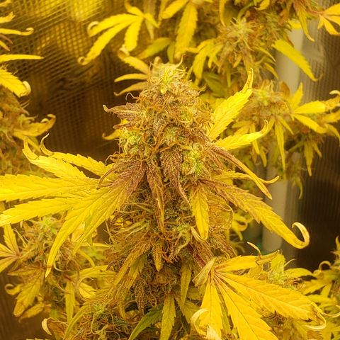 Geloctane  growlog photo: I should be able to harvest in a week or two 