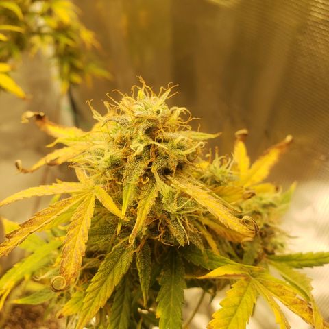 Geloctane  growlog photo: I should be able to harvest in a week or two 