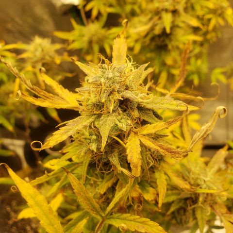 Geloctane  growlog photo: I should be able to harvest in a week or two 