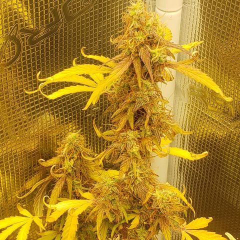 Geloctane  growlog photo: I should be able to harvest in a week or two 