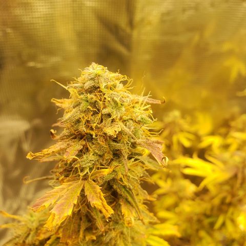 Geloctane  growlog photo: I should be able to harvest in a week or two 