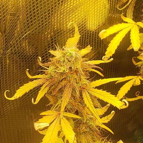 Geloctane  growlog photo: I should be able to harvest in a week or two 