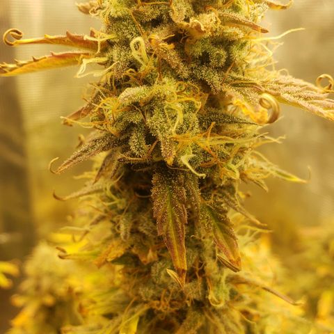 Geloctane  growlog photo: I should be able to harvest in a week or two 