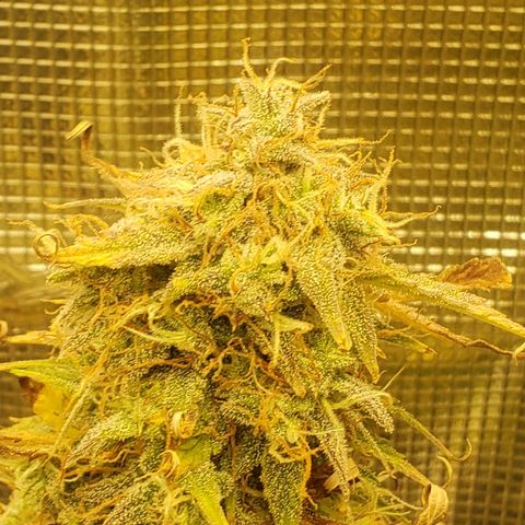 Geloctane  growlog photo: This will definitely be a significantly  larger yield from just these 2 Khalifa Kush Autoflowers 