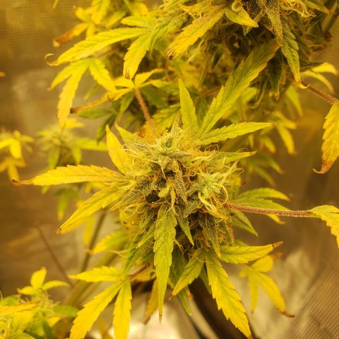 Geloctane  growlog photo: This will definitely be a significantly  larger yield from just these 2 Khalifa Kush Autoflowers 