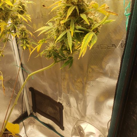 Geloctane  growlog photo: This will definitely be a significantly  larger yield from just these 2 Khalifa Kush Autoflowers 