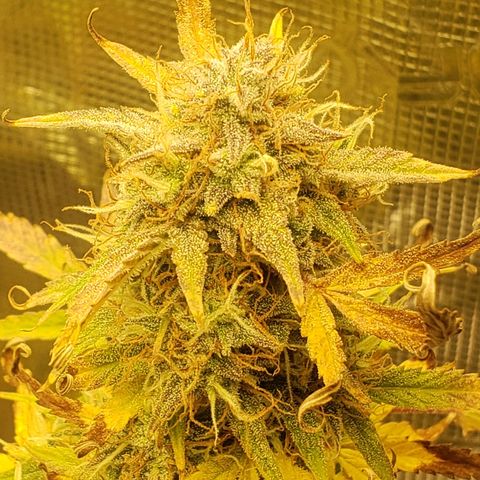 Geloctane  growlog photo: This will definitely be a significantly  larger yield from just these 2 Khalifa Kush Autoflowers 