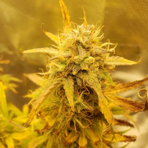 Geloctane  growlog photo: This will definitely be a significantly  larger yield from just these 2 Khalifa Kush Autoflowers 