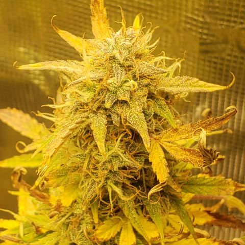 Geloctane  growlog photo: This will definitely be a significantly  larger yield from just these 2 Khalifa Kush Autoflowers 